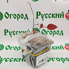 Голубика высокорослая Нортланд