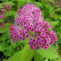 Спирея японская Макрофилла - купить с доставкой