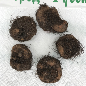 Стандарт поставки 4 Бегония Махровая медная