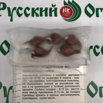 Стандарт поставки 4 Тюльпан Красный крокус