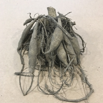 Стандарт поставки 10 Георгина Эвелин НЛ