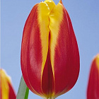 Тюльпан Доу Джонс