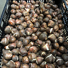 Тюльпан Седов