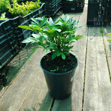 Стандарт поставки 6 Пион травянистый Мунлайт Сноу