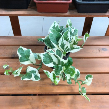 Стандарт поставки 4 Эпипремнум Энджой, D-12