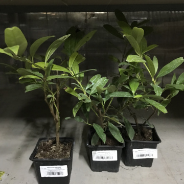 Стандарт поставки 1 Лавровишня Забелиана