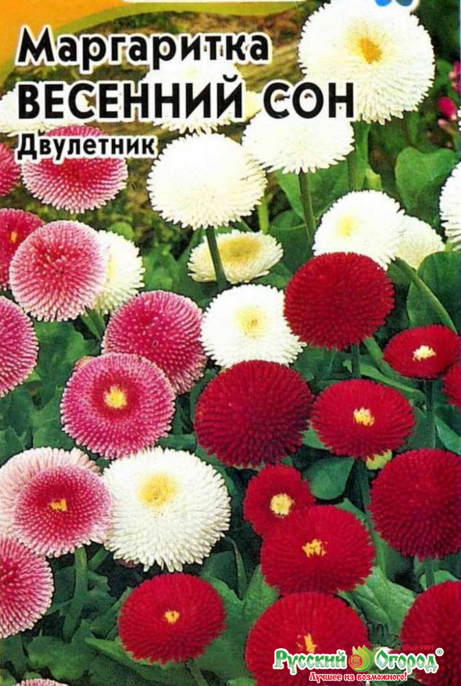 Купить цветы маргаритки минске, букет