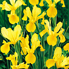 Ирис голландский Голден Бьюти