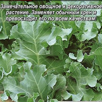 Катран (хрен) к Холодцу - купить с доставкой