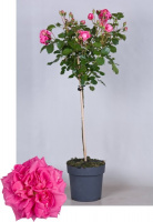 Роза штамбовая Топкапи - купить с доставкой