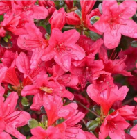 Рододендрон Модеркенсдах - купить с доставкой