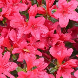 Rhododendron Modekensdach