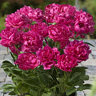 Пион травянистый патио Лондон (горшок 2л)