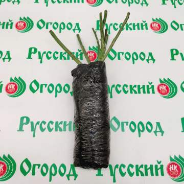 Стандарт поставки 3 Роза Эмма Де Мейян