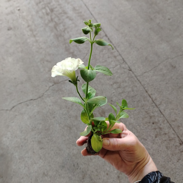 Стандарт поставки 7 Петуния Тумбелина Диана