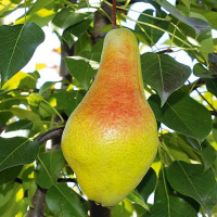 Купить саженцы груши. Высокое качество и выгодные цены. Сезонные новинки!