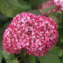 Hydrangea arborescens Magical Pinkerbell