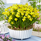 Нарцисс Тет-а-Тет 