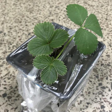 Стандарт поставки 7 Земляника Альба