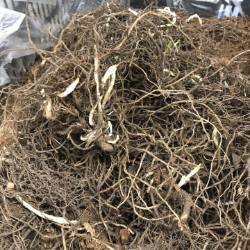 Стандарт поставки 8 Флокс метельчатый Незабудка