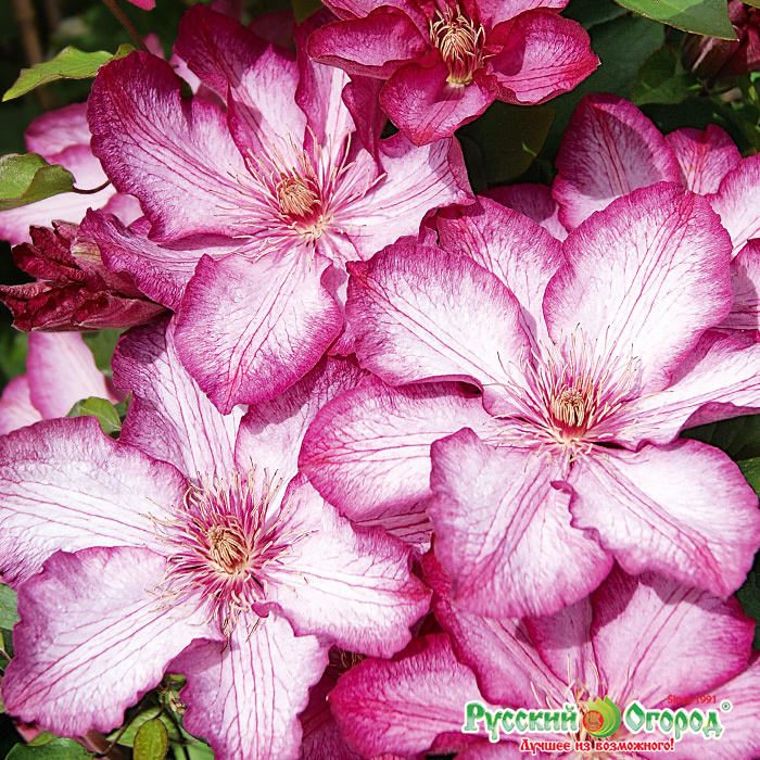 Клематис миссис томпсон. Клематис пикоти. Клематис крупноцветковый пикоти. Клематис thyrislund. Пикоти (picotee) клематис.