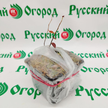 Стандарт поставки 2 Голубика Нельсон