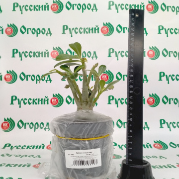 Стандарт поставки 7 Адениум тучный Уайт