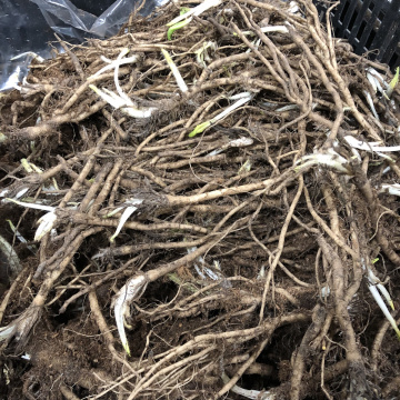 Стандарт поставки 3 Мак Уайт Раффлз