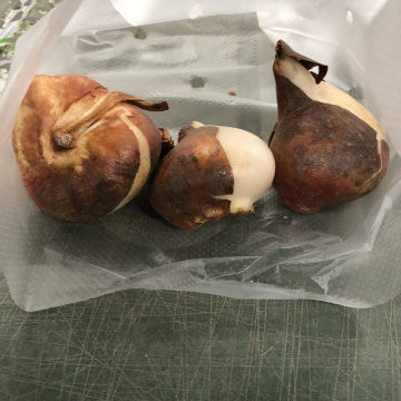 Стандарт поставки 6 Тюльпан Сан Джованни