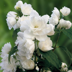 Jasmine Virginal