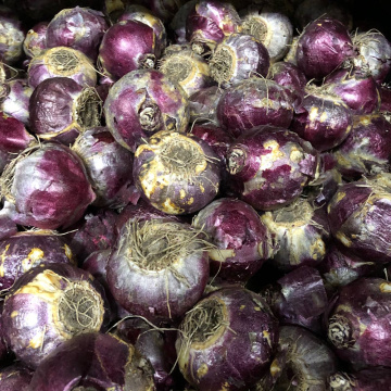 Стандарт поставки 1 Гиацинт Дельфт Блу