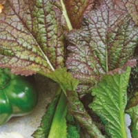 Горчица бутербродная - купить с доставкой