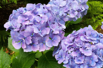 Hydrangea macrophylla Yola
