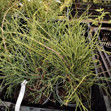 Стандарт поставки 1 Туя западная Филиформис (горшок 2л)