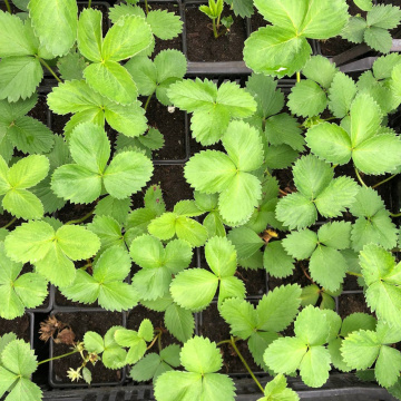 Стандарт поставки 6 Земляника Гигантский деликатес