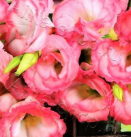 Эустома Эйбиси F1 роуз рим крупноцветковая махровая - купить с доставкой