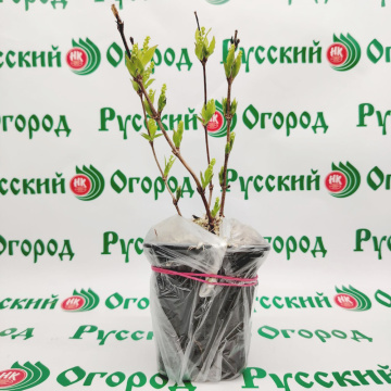 Стандарт поставки 3 Жасмин Жемчуг