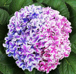 Hydrangea macrophylla Máta peprná