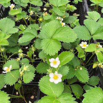 Стандарт поставки 10 Земляника Гигантский деликатес