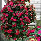 Красно-вишневый