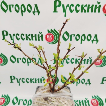Стандарт поставки 4 Айва розовая леди