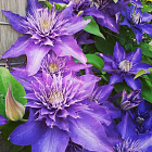 Клематис Бьюти оф Ворчестер