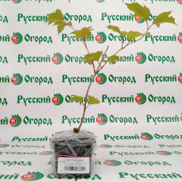 Стандарт поставки 2 Калина Таёжные рубины