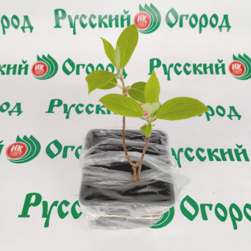 Стандарт поставки 5 Гортензия метельчатая Жемчужина фестиваля
