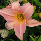 Лилейник гибридный Лав зет Пинк