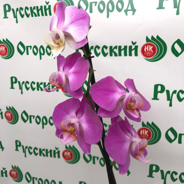Стандарт поставки 2 Орхидея (Фаленопсис) Сиреневая, 1 ст. D12