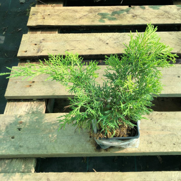 Стандарт поставки 2 Можжевельник средний Шеридан Голд Стандарт поставки 2 Можжевельник средний Шеридан Голд