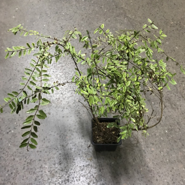 Стандарт поставки 4 Чубушник венечный Ауреус