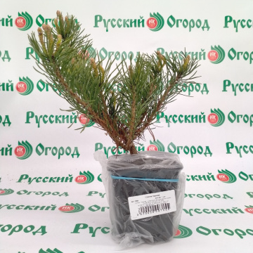 Стандарт поставки 4 Сосна горная