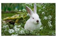 Салфетка Кролик белый, 41х26см - купить с доставкой